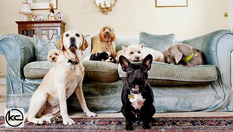 بهترین نوع سگ برای نگه داشتن در خانه