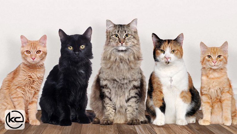 بهترین نوع گربه برای نگه داشتن در خانه