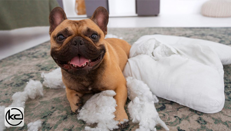 چگونه کنه‌های سگ را شناسایی و از بین ببریم؟