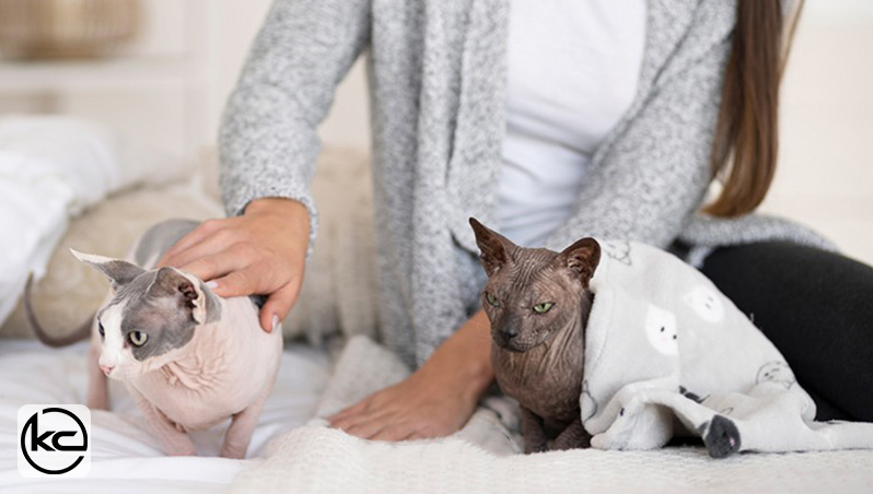 راهنمای جامع نگهداری و مراقبت از گربه