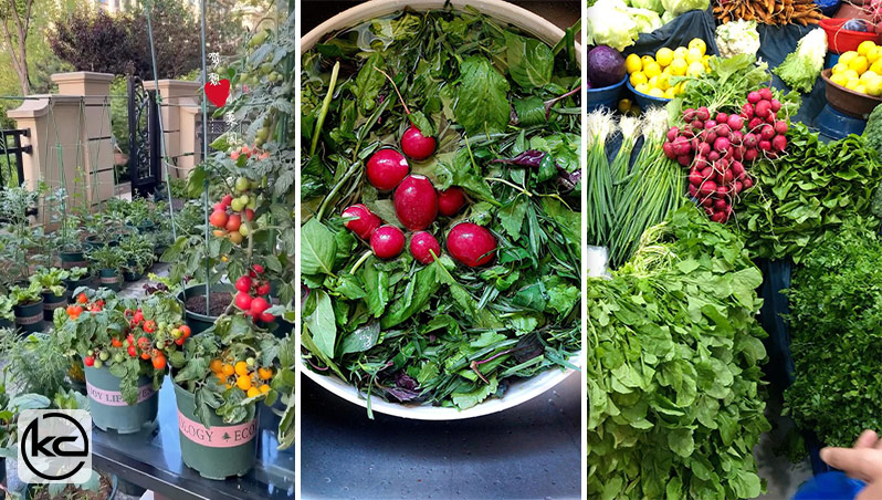 چالش‌های آبیاری صیفی‌جات در بالکن و راهکارهای حفظ رطوبت خاک