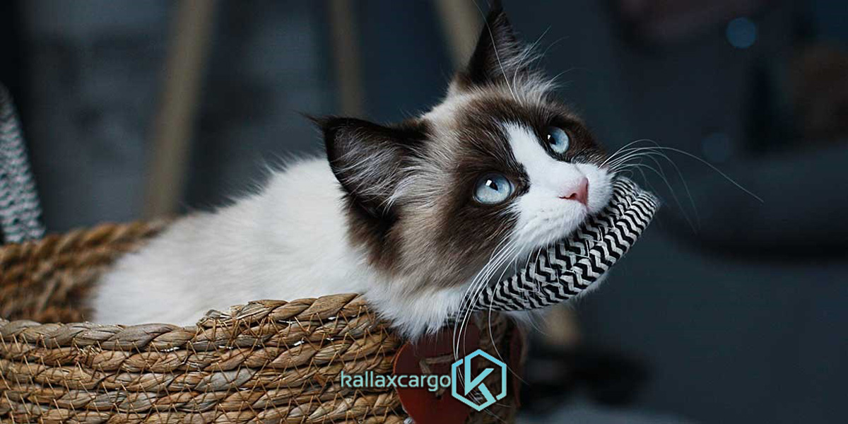 بهترین نوع گربه برای نگه داشتن در خانه 2
