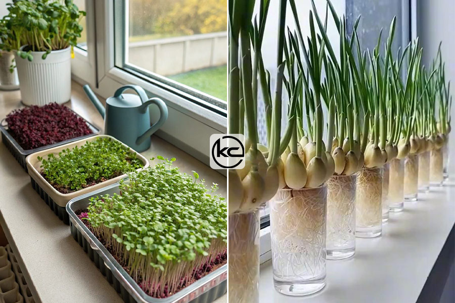 ابزارها و تکنیک‌های آبیاری در فضای بالکن